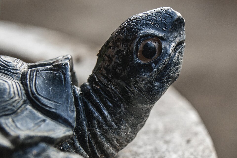 Turtle head stone sculpture animal