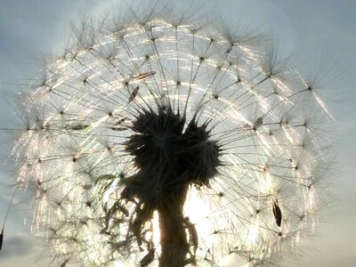 Nature sun close up