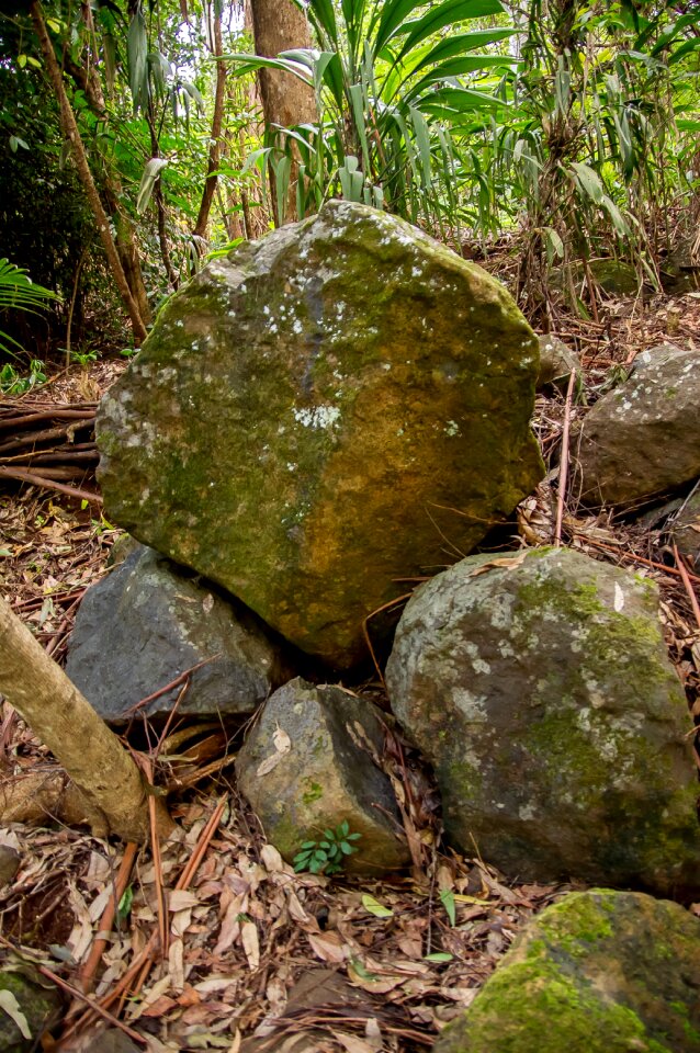 Geology forest rainforest