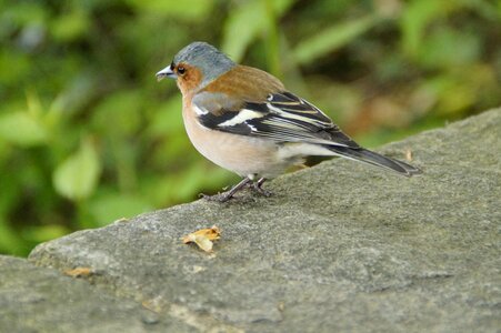 Bird cheeky trustful