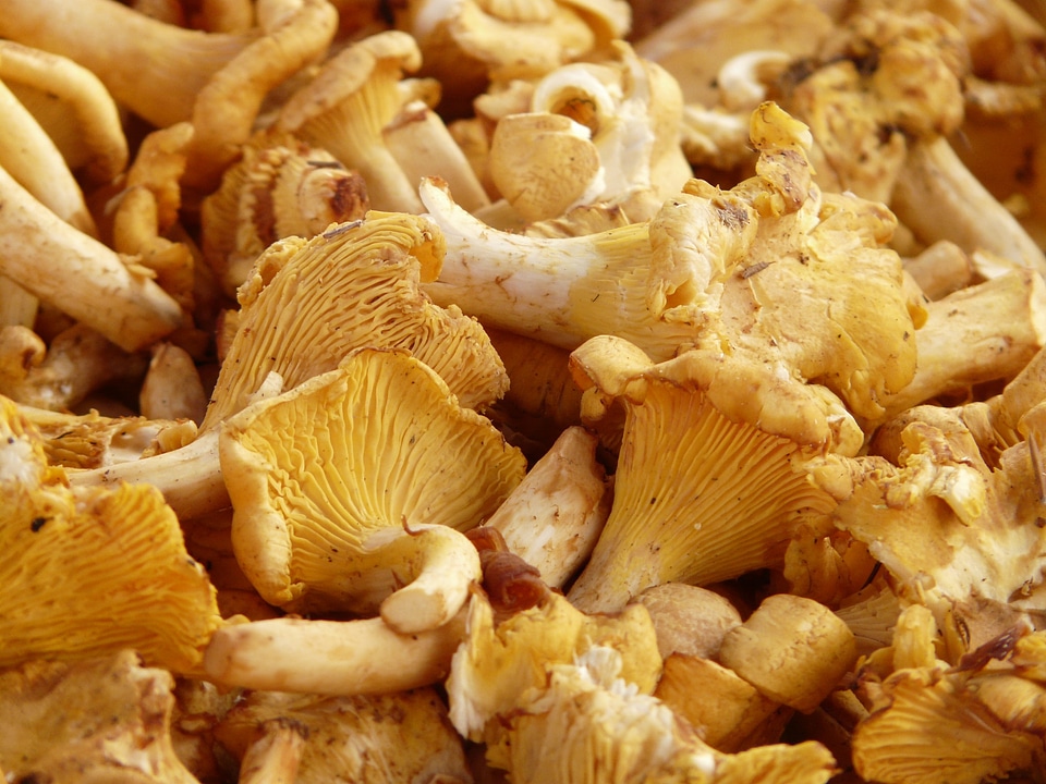 Egg sponge cantharellus cibarius market