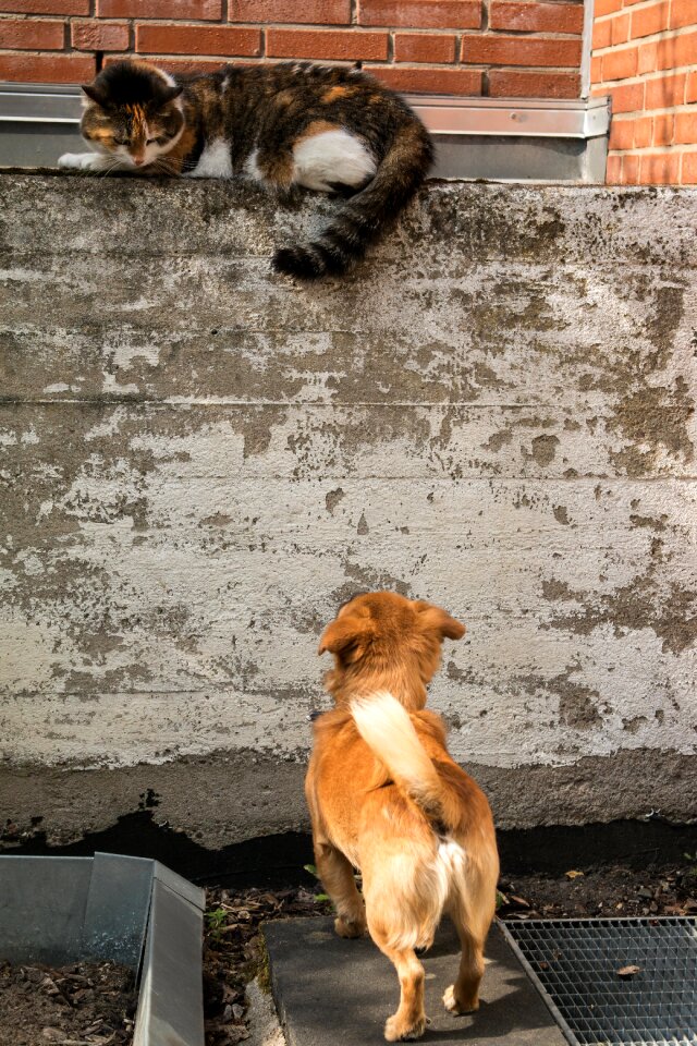 Watch curious abchecken