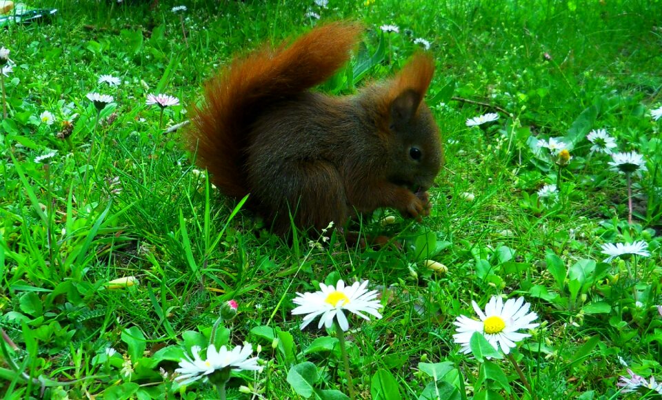 Meadow squirrel spring