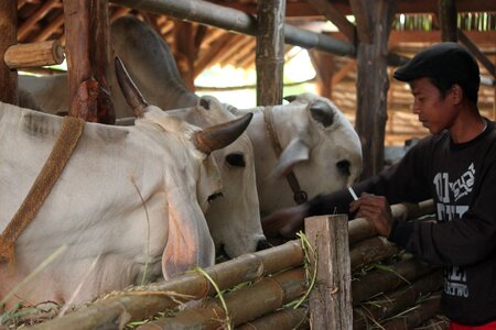 Indonesian cattle indonesian people villager