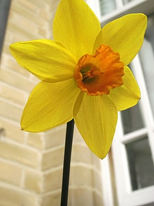 Petals blooms blooming