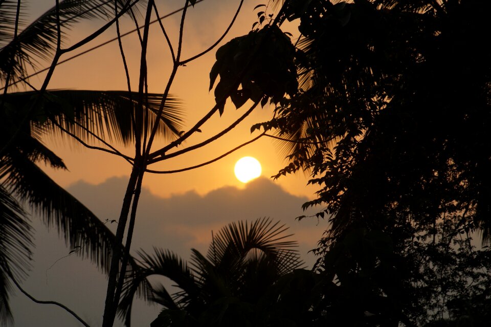 South india trees