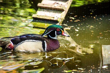 Duck bird ducks