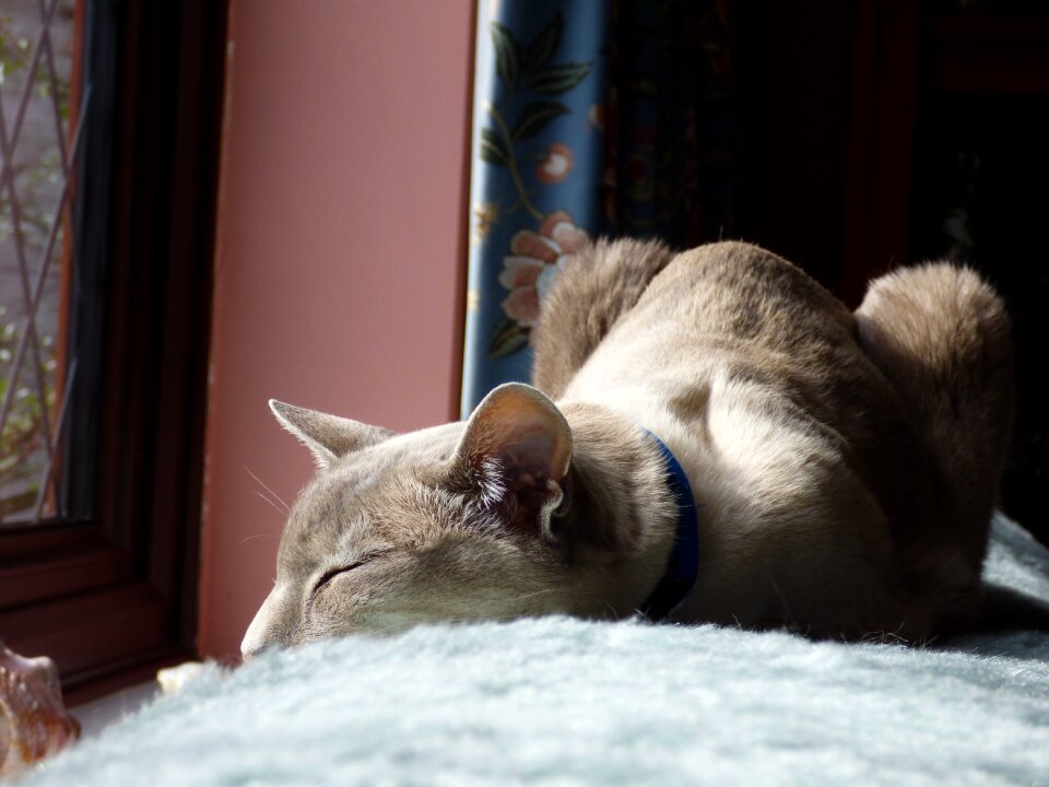 Domestic feline tired