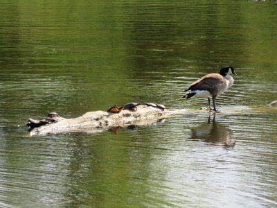 Painted turtle pond log