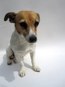 Jack russell animals pet