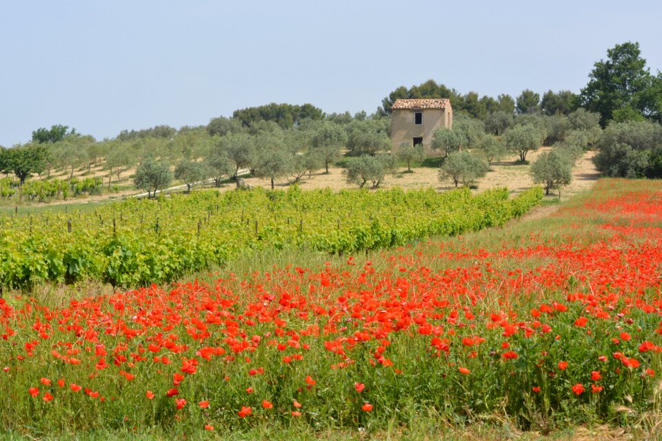 Poppy vineyards poppies
