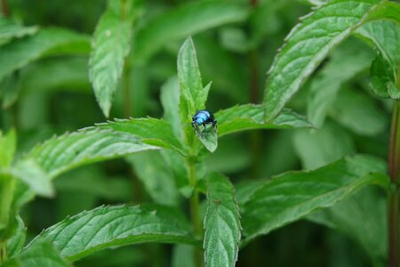 Nature insect blue photo