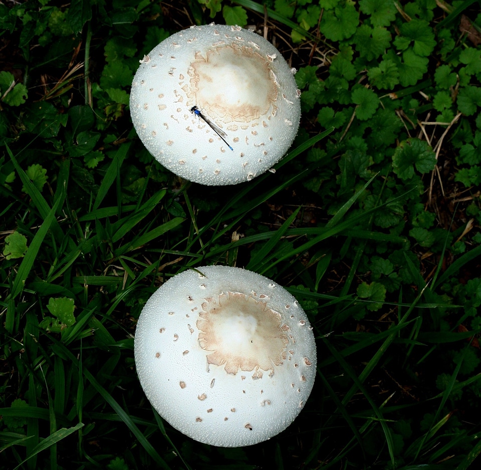 Ground natural forest floor