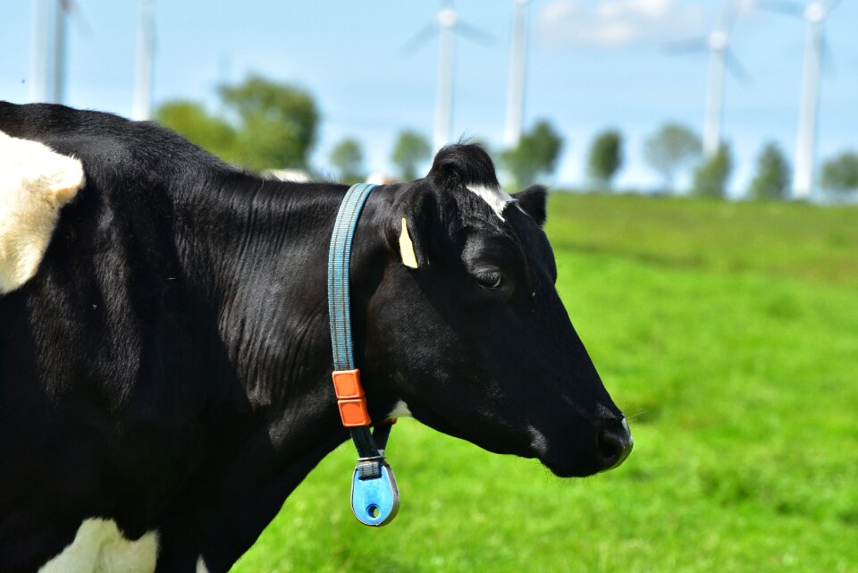 Pasture cattle landscape