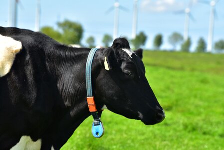 Pasture cattle landscape