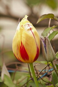 Tulip yellow floral duet