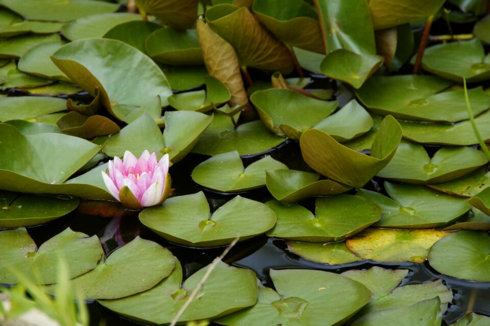 Lily pad blossom bloom
