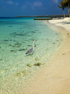 Maldives beach bird photo