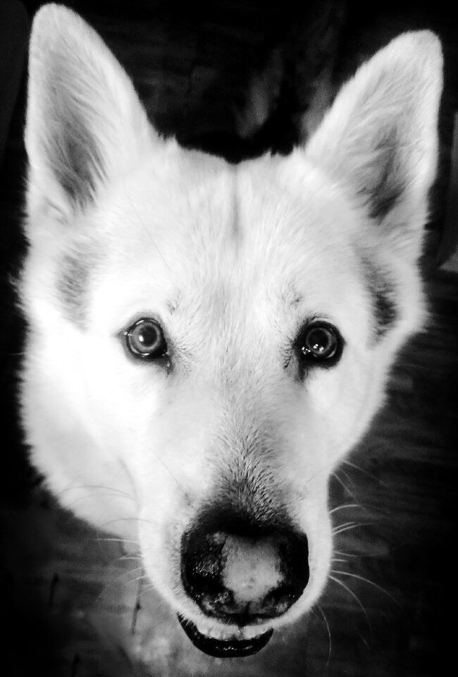 Canine white obedience