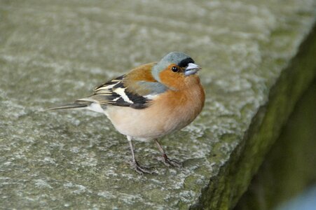 Bird cheeky trustful