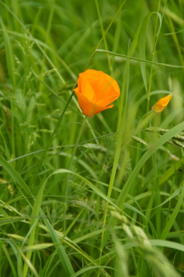 Bloom bright grass