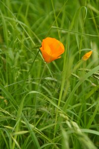 Bloom bright grass