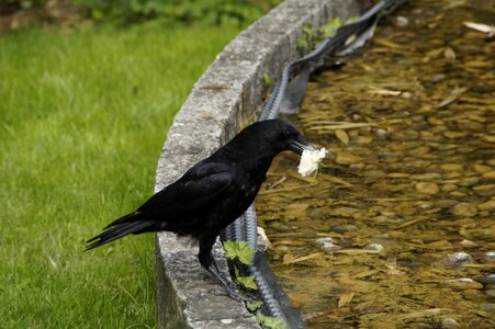 Captured in beak eat