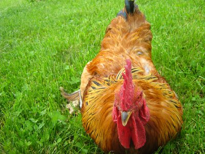 Male fowl pets bird