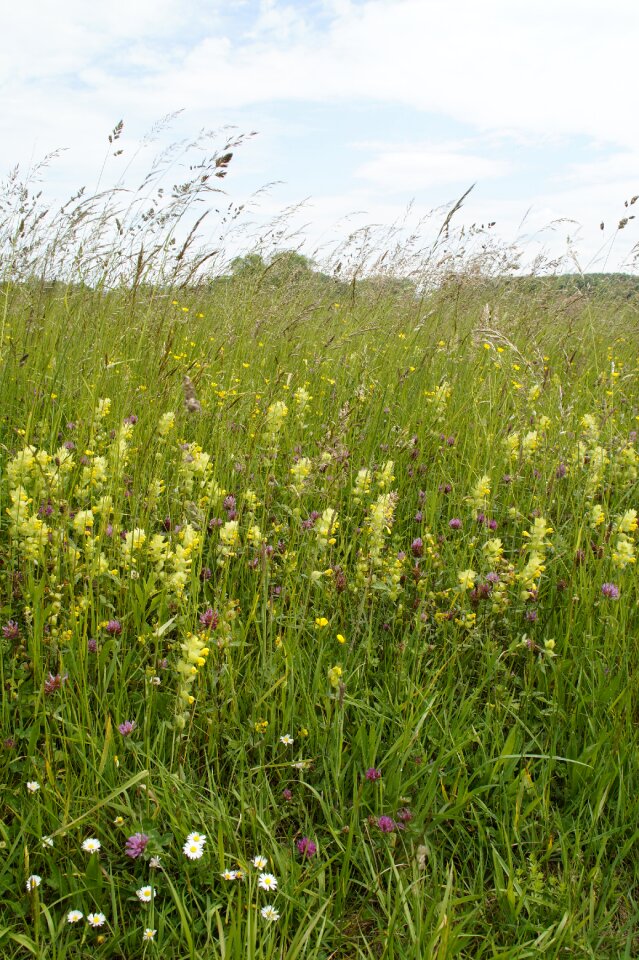 Wild grass grasses