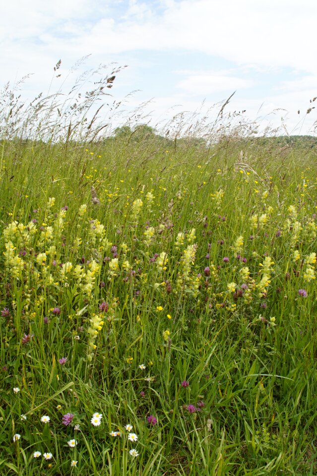 Wild grass grasses photo