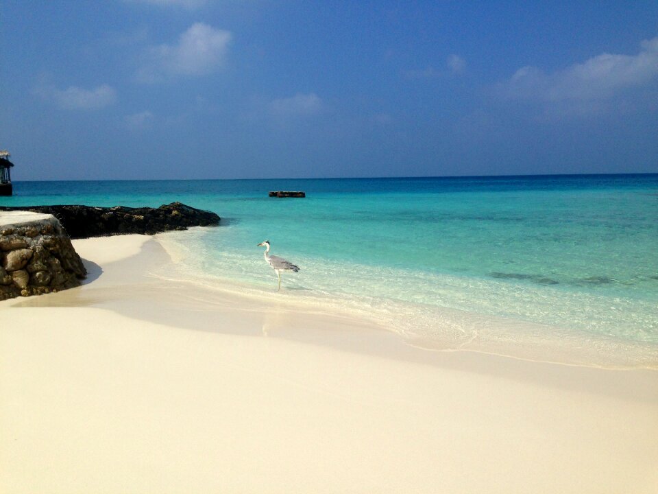 Maldives bird sand photo