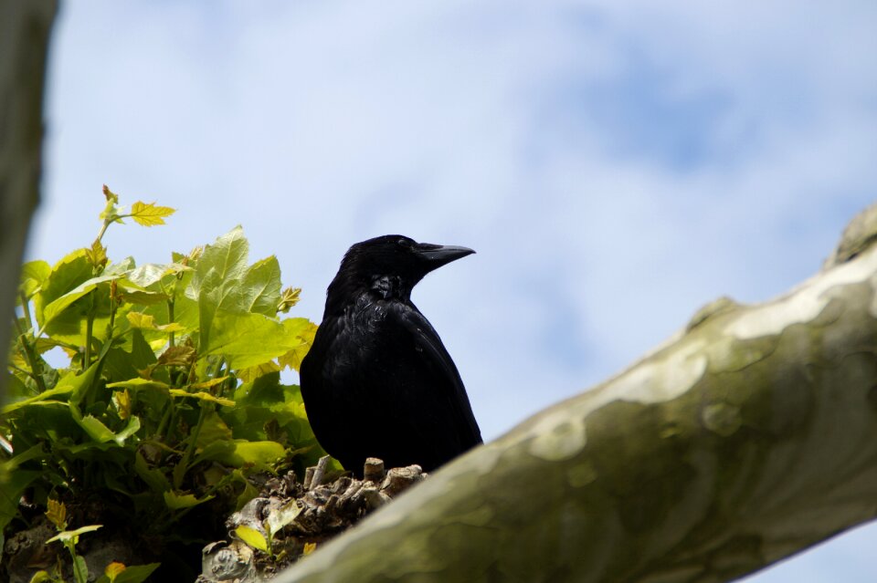 Raven bird bird black