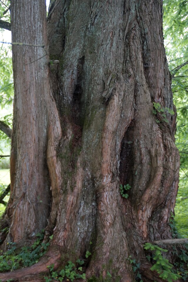 Overgrown sequoia branches