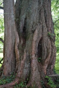 Overgrown sequoia branches photo
