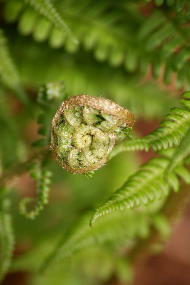 Nature fiddlehead structure