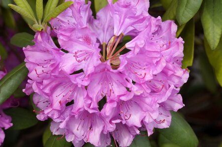 Flower bush bloom