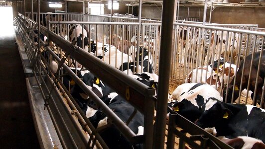 Livestock farm cattle barn