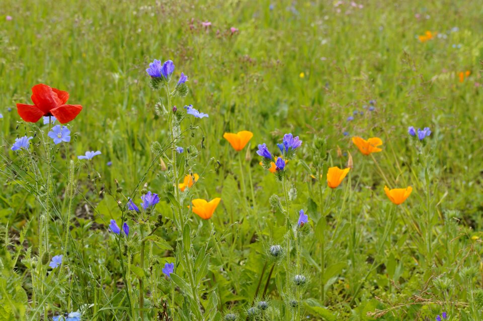 Flowers flower meadow grass
