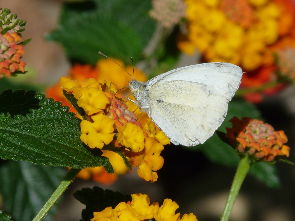 Wood white leptidea sinapis leptidea realized