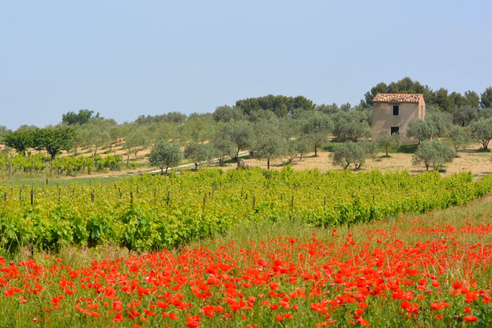Landscape poppies vineyards