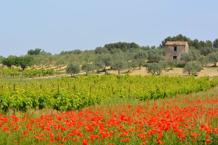 Landscape poppies vineyards photo