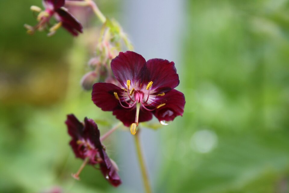 Purple brown storchschnabel front view dewdrop