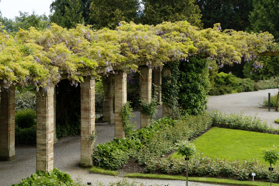 Garden schlossgarten plant