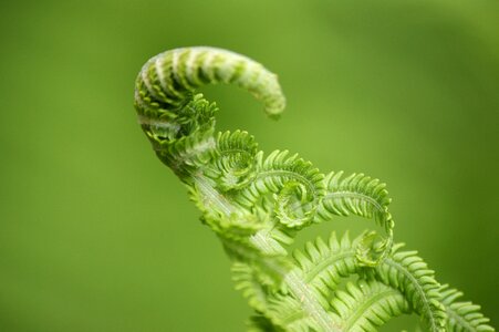 Nature fiddlehead forest photo
