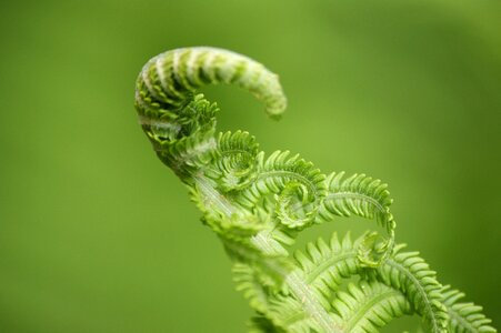 Nature fiddlehead forest