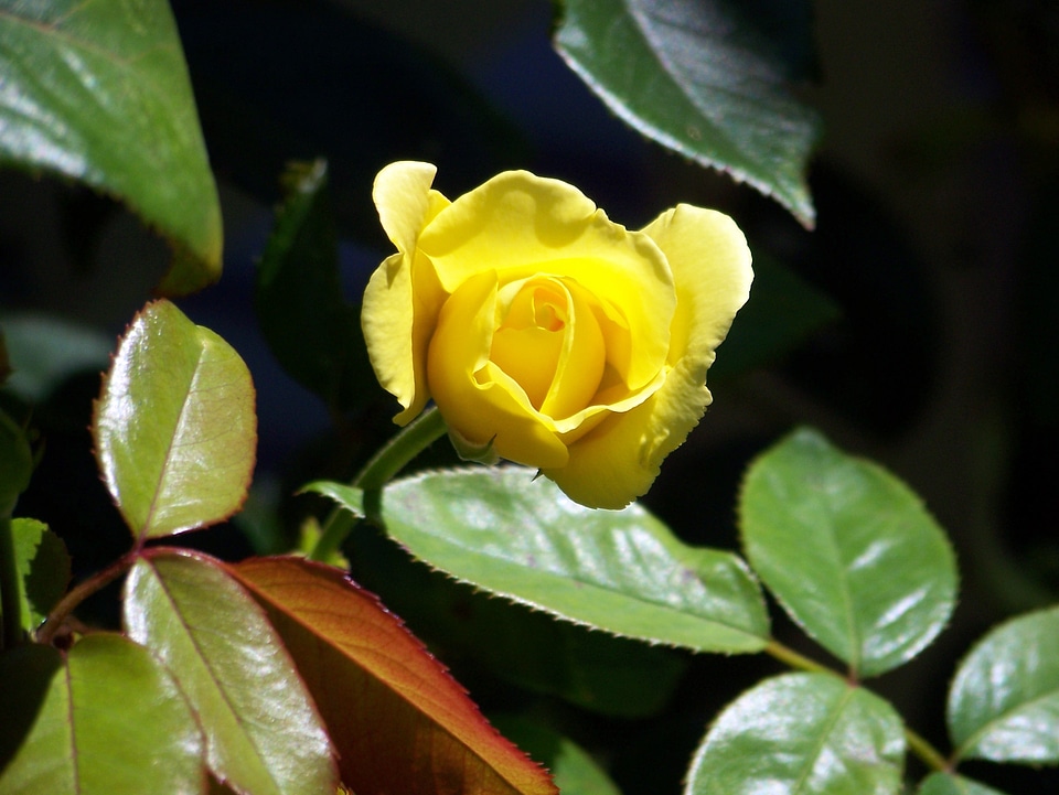 Flower green leaves