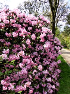 Bloom romantic spring