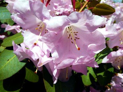 Spring ornamental plant close up