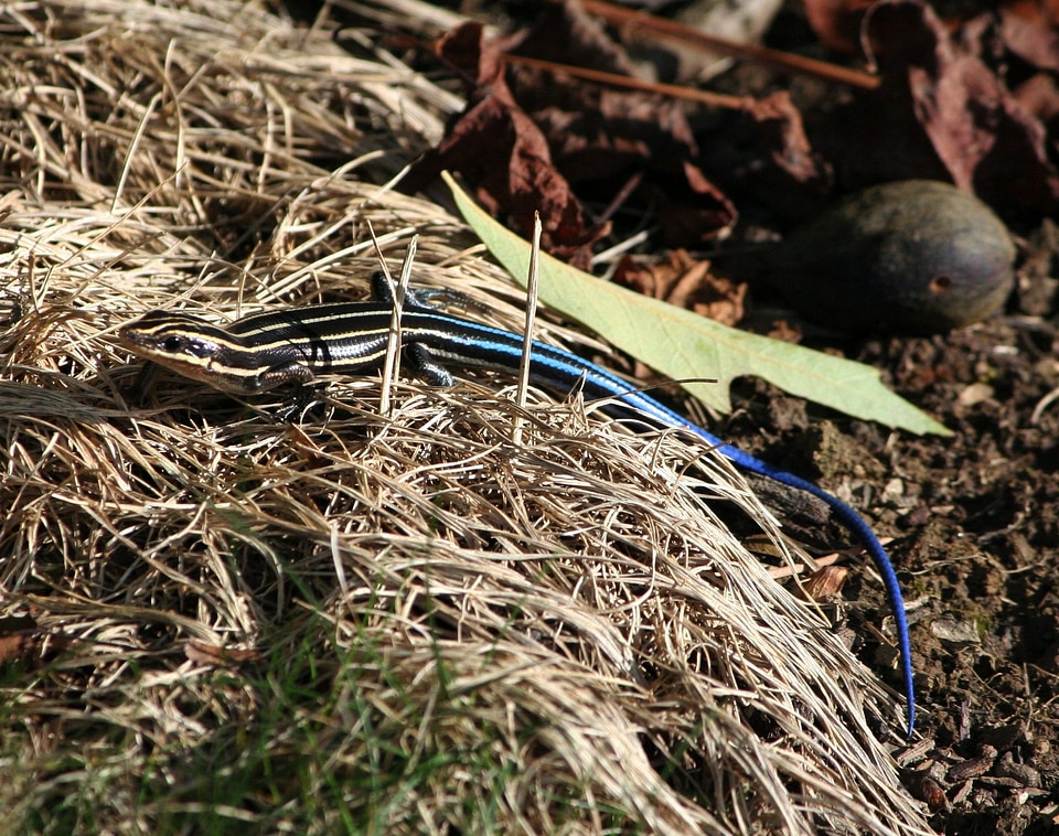 Reptile lizard wildlife