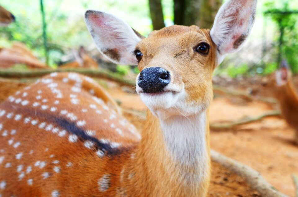 Wildlife nature cute